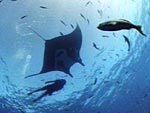 Pacific manta and Iliana from Ocean Oasis, copyright 2000 CinemaCorp of the Californias