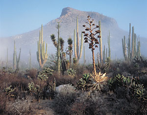 Desierto Central cerca del Rancho San Antonio, Foto copyright Bill Evarts