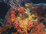 Sponges and corals from Ocean Oasis