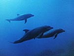 Delfín nariz de botella del Pacífico