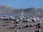 Tern and Heermann's gull colonies on isla Rasa, photo Bob Cranston