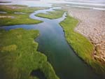 Aerial view of mangrove swamp
