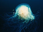 fried egg jellyfish (Phacellophora camtschatica) from Ocean Oasis