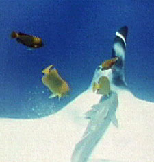Photo of angelfish cleaning manta and remora, from Ocean Oasis.