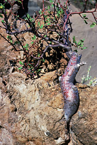 Photo of Bursera hindsiana (Copal), Norman Roberts © 2000 SDNHM