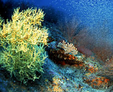 Foto de coral negro de pólipo amarillo, Oasis Marino© 2000 CinemaCorp of the Californias