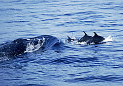 Bottle-nosed Dolphins bow-riding Humpback Whale, photograph copyright Pete and Gretchen Pederson