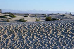 Sand dunes, photo by Jon Rebman © 2000 SDNHM