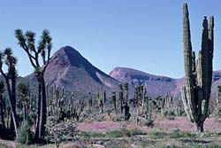 Vizcaino Desert in spring bloom, near El Arco, photo by Jon Rebman © 1998 SDNHM