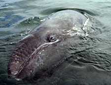 Foto de ballena gris, de Jon Rebman SDNHM