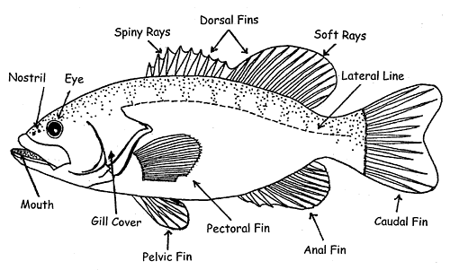 drawing with parts of fish labeled, Liz Paegel