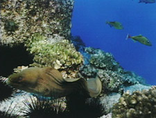 photo of eel swimming, from Ocean Oasis, © 2000 CinemaCorp of the Californias