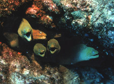 photo of eels in rock crevice, from Ocean Oasis, © 2000 CinemaCorp of the Californias