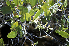 Foto de mangle blanco por Reid Moran,  SDNHM