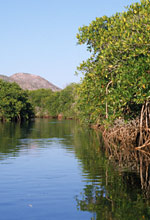 Mangrove Swamps, photo by Jon Rebman
