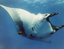 Pacfic manta from Ocean Oasis, © 2000 CinemaCorp of the Californias 