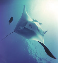 Photo of manta ray with remoras attached