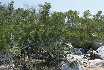 Photo of Maytenus phyllanthoides (Sweet Mangrove), Norm Roberts