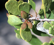 Photo of leaves and fruit of  Maytenus phyllanthoides (Sweet Mangrove), Norm Roberts