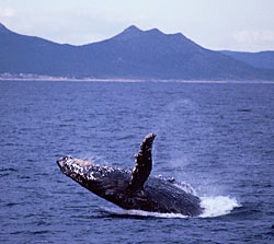 Humpback Whale breaching near Cabo San Lucas, photograph copyright Pete and Gretchen Pederson
