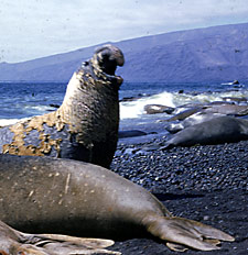 photo of elephant seals on Guadalupe Island, by George Lindsay