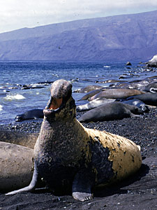photo of male elephant seal, George Lindsay