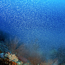 cloud of mysids, from Ocean Oasis © 2000 CinemaCorp of the Californias