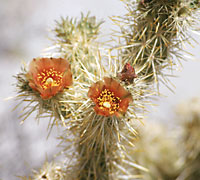 Foto de las flores de Cylindropuntia sanfelipensis (cholla), Jon Rebman © 2000 SDNHM
