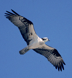 Foto de águila pescadora, copyright Bob Cranston
