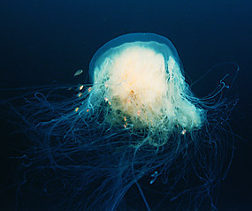 photo of fried egg jellyfish, from Ocean Oasis copyright CinemaCorp of the Californias