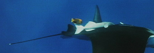 Remora and angelfish on manta, from Ocean Oasis, copyright 2000 CinemaCorp of the Californias