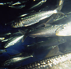 Foto de sardinas © 2000 Gini Kellogg