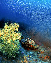 Coral in the Gulf of California, frame from Ocean Oasis,  © 2000 CinemaCorp of the Californias