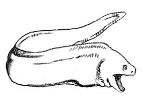 sketch of moray eel