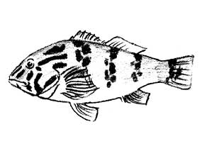 sketch of hawkfish