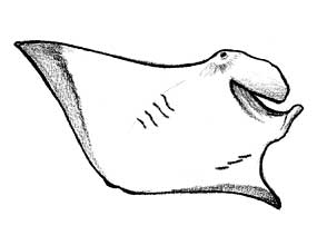 sketch of manta