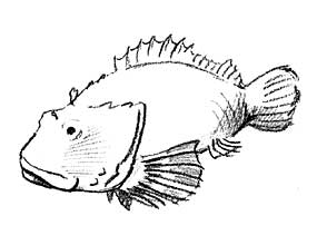 sketch of scorpionfish