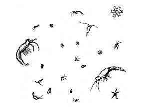 sketch of zooplankton