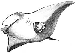 drawing of manta with angelfish cleaning