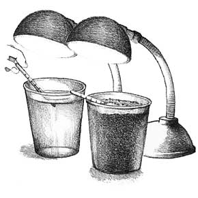 sketch of two lamps, cups with water and dirt, and thermometers