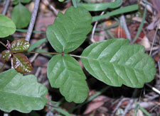 Closeup of Poison Oak