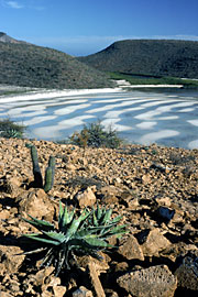 Foto de la bahía Espíritu Santo, por Brad Hollingsworth © 2000 SDNHM