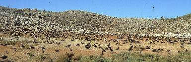 Foto de pájaros que anidan en el isla Rasa.