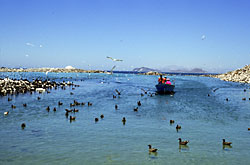 Foto de la entrando del barco a Isla Rasa - Brad Hollingsworth