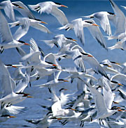 Foto de charranes elegantes en la isla Tiburón, por Brad Hollingsworth,  © 2000 SDNHM