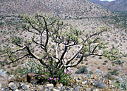 Photo of vegetation, Tiburon Island, Brad Hollingsworth,  © 2000 SDNHM