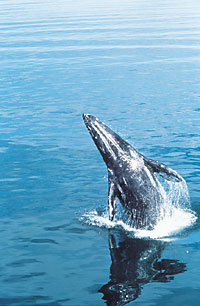 La Ballena Gris en la bahía Magdalena, Foto copyright Fulvio Eccardi