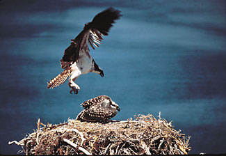 Foto de un águila y su nido, copyright Pablo Cervantes