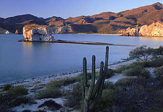 Cardón cactus and shoreline at Ensenada San Basilio, copyright Bill Evarts
