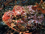 Antennarius sanguineus 
(Bloody Frogfish) from Ocean Oasis